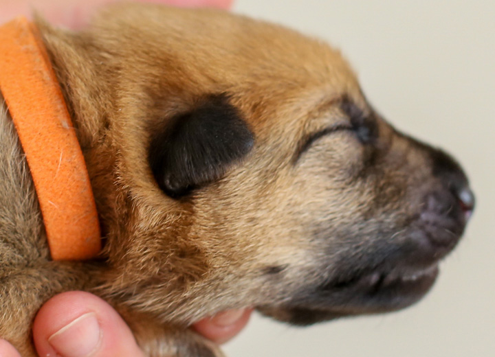 chinook puppy